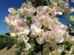 Bougainvillea Jamaican White - 85mm
