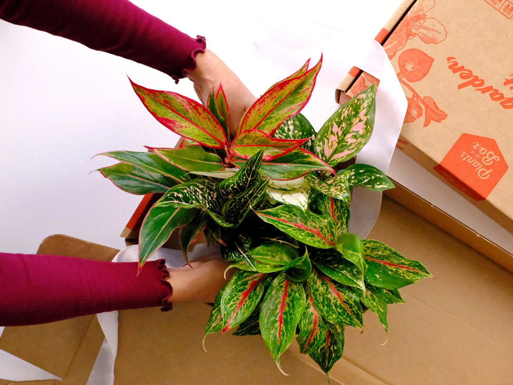 Aglaonema Mixed Box - The Chinese Evergreen Box - Image 2