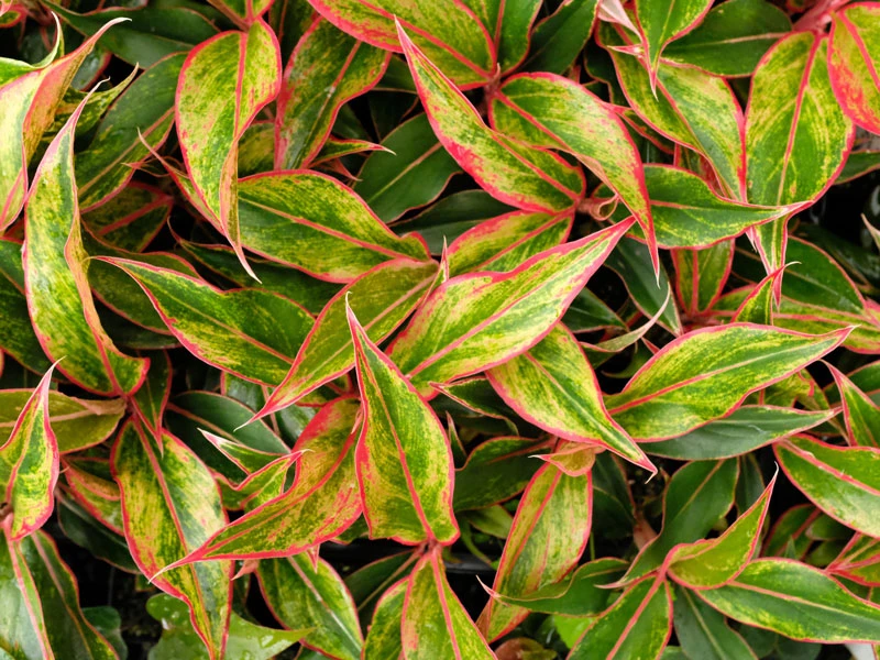 Aglaonema Red -Siam Aurora - Image 6