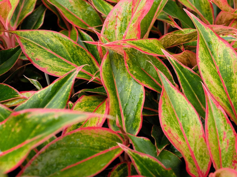 Aglaonema Red -Siam Aurora - Image 5