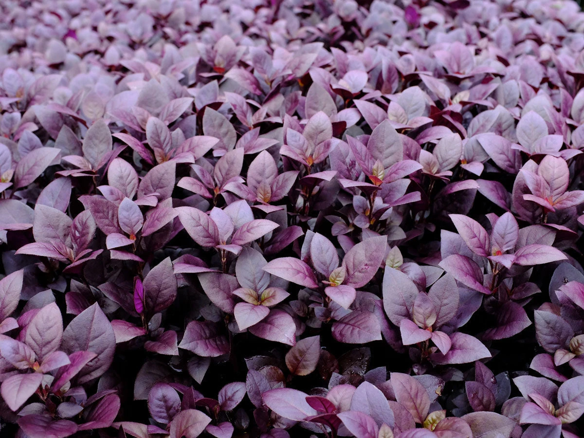 Alternanthera Dentata Little Ruby™ - Image 5