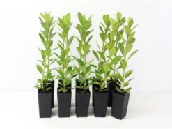 Azalea Indica Red Wings