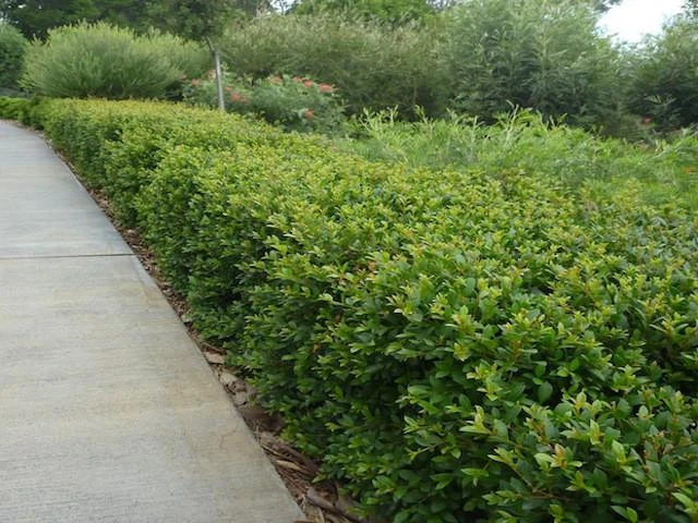 Acmena Smithii Minor 'Allyn Magic' Dwarf Hedging Pack - Image 4