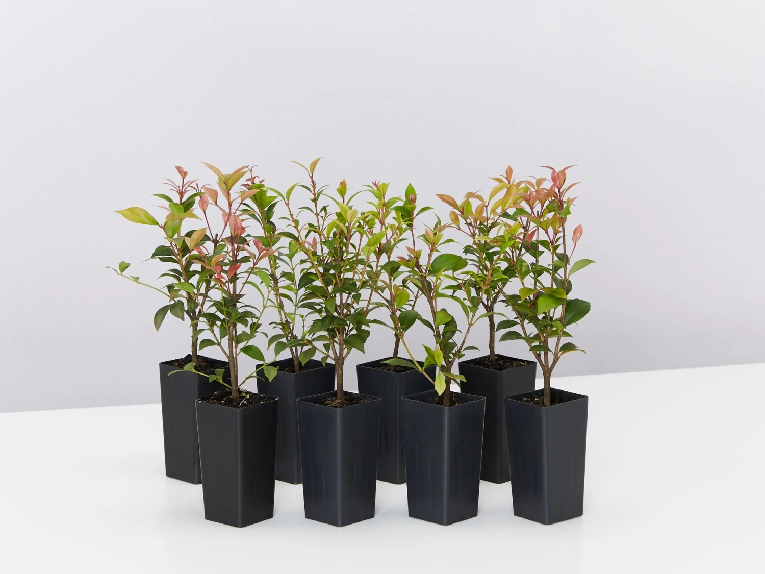 Acmena Smithii Minor 'Allyn Magic' Dwarf Hedging Pack - Image 2