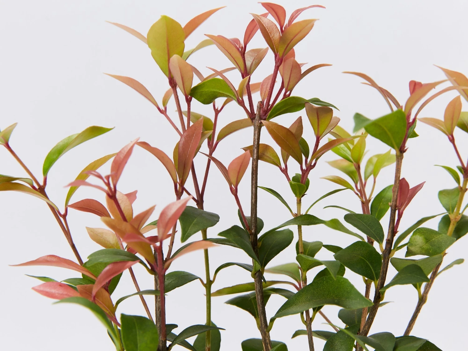 Acmena Smithii Minor 'Allyn Magic' Dwarf Hedging Pack - Image 3