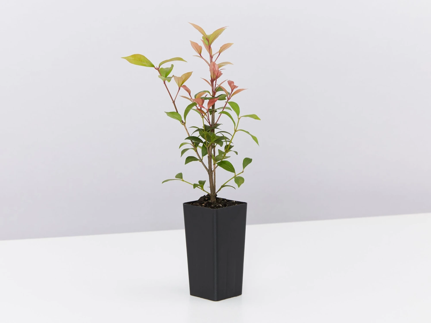 Acmena Smithii Minor 'Allyn Magic' Dwarf Hedging Pack - Image 5