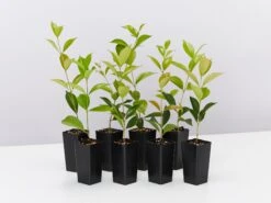 Acmena Smithii 'Firescreen' Lilly Pilly Screening Pack