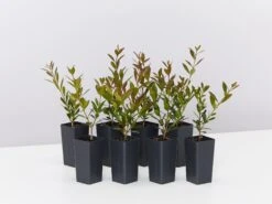 Acmena Smithii Minipilly Compact Hedging Pack