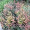 Acmena Smithii Minor 'Allyn Magic' Dwarf Hedging Pack