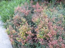 Acmena Smithii Minor 'Allyn Magic' Dwarf Hedging Pack