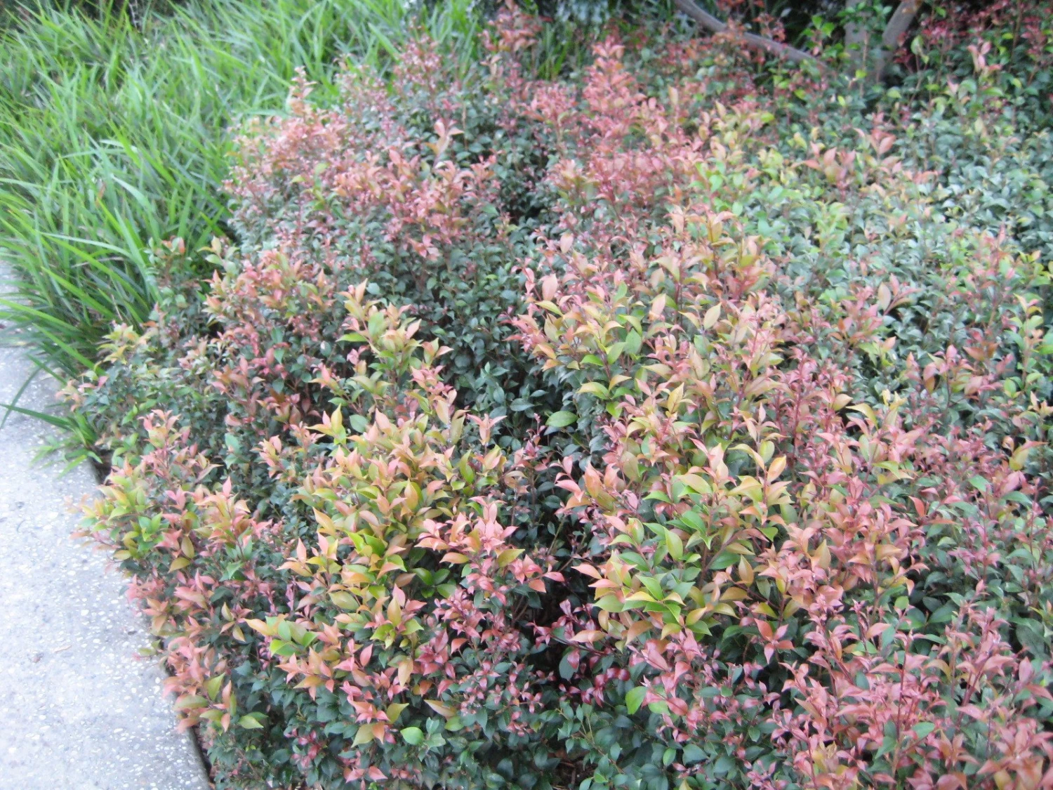 Acmena Smithii Minor 'Allyn Magic' Dwarf Hedging Pack