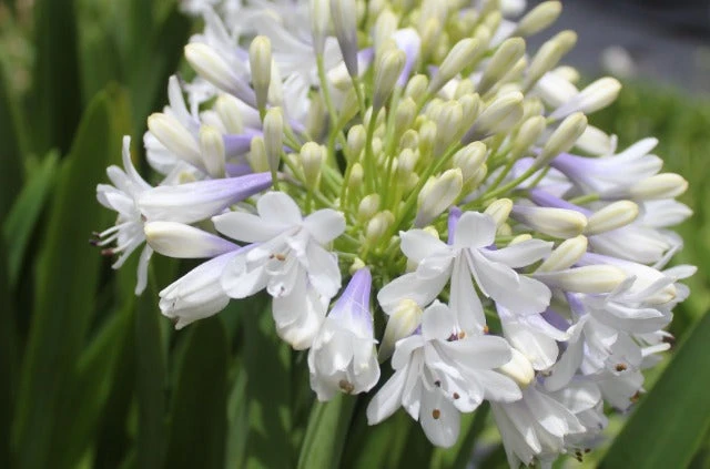 Agapanthus Orientalis Maxsie - Image 5