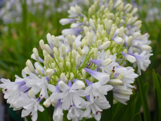 Agapanthus Orientalis Maxsie - Image 2