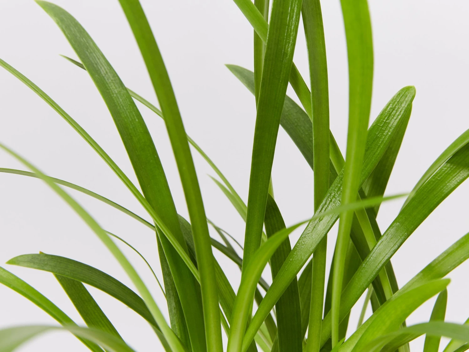 Agapanthus Orientalis Maxsie - Image 3