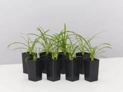 Agapanthus Orientalis Silver Baby