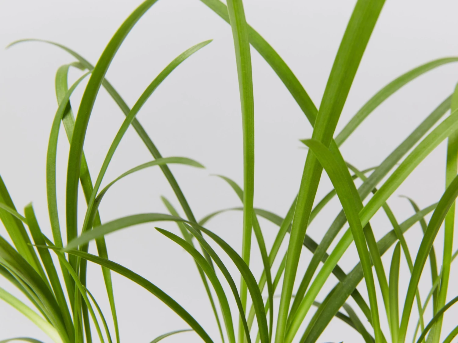 Agapanthus Orientalis Silver Baby - Image 4