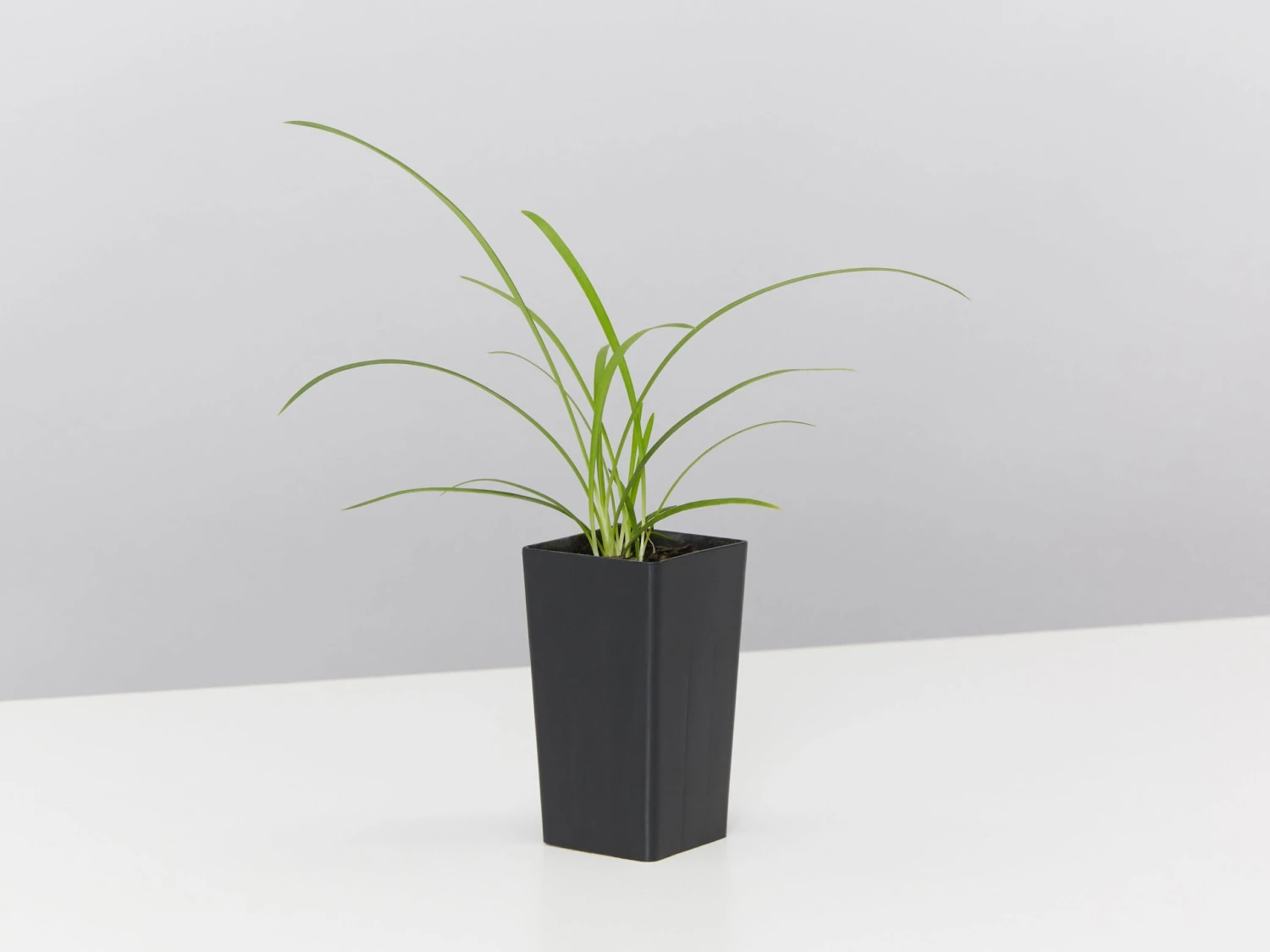 Agapanthus Orientalis Silver Baby - Image 3