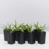 Agapanthus Africanus Snowball Plant Pack