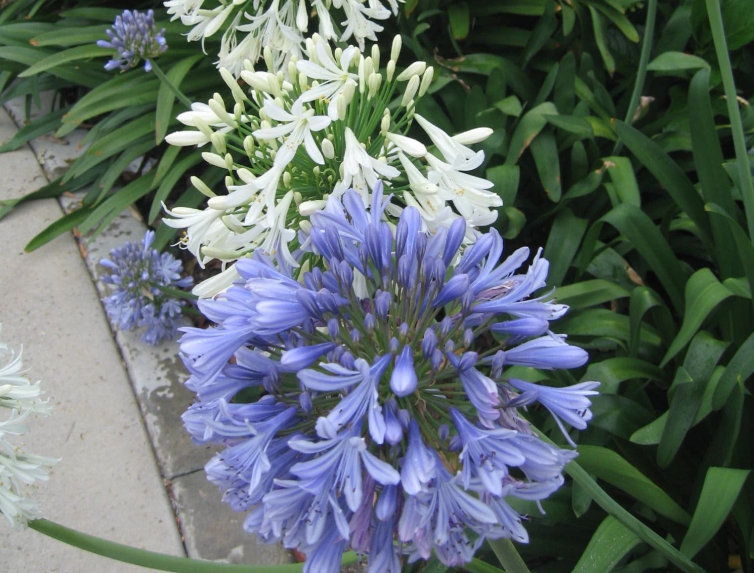 Agapanthus Orientalis Blue - Image 3