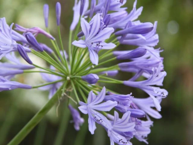 Agapanthus Orientalis Blue - Image 2