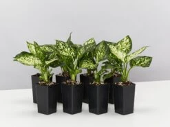 Aglaonema - Eileen Tinged Pink