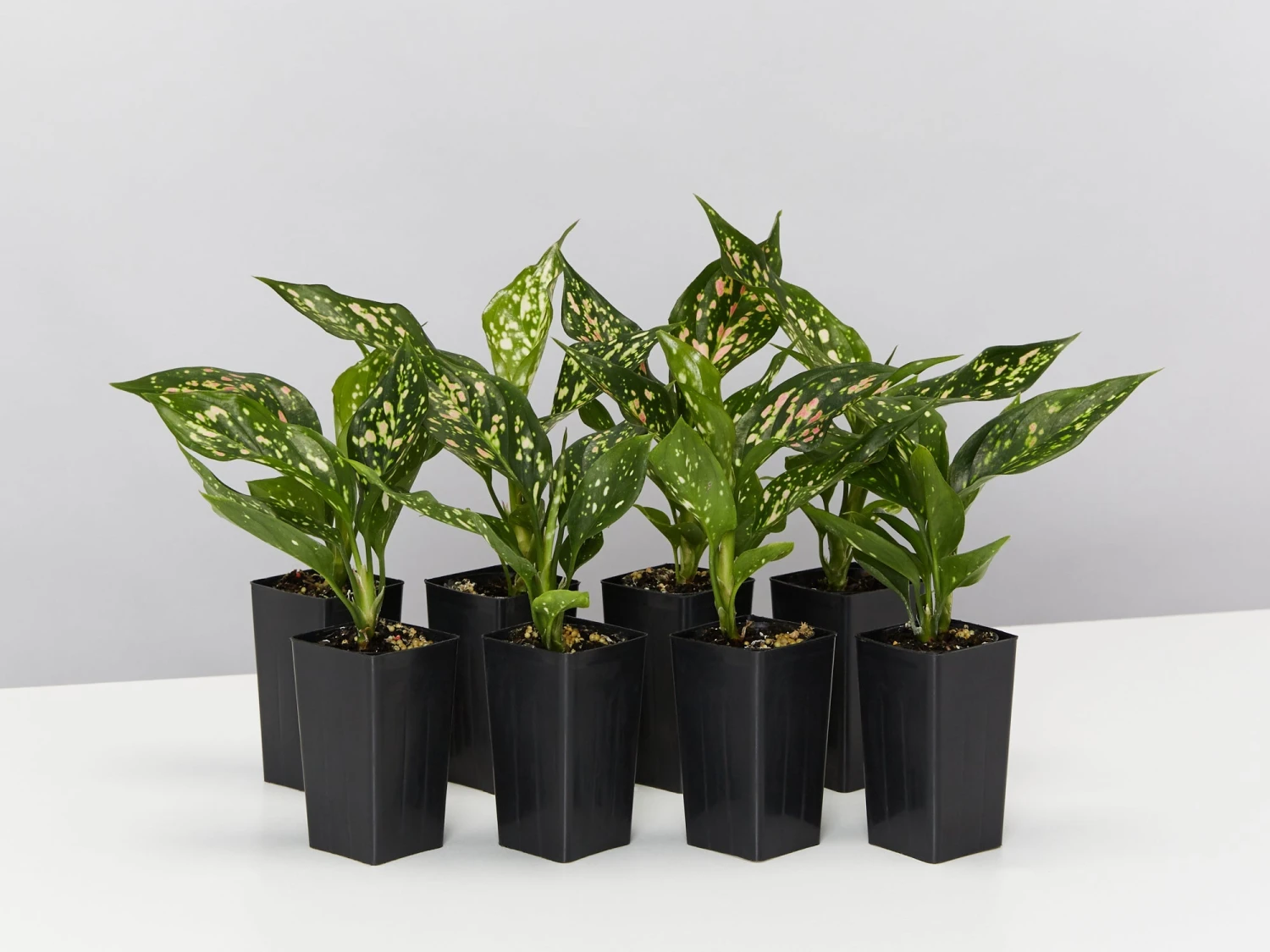 Aglaonema - Pink Dalmatian Houseplant Pack