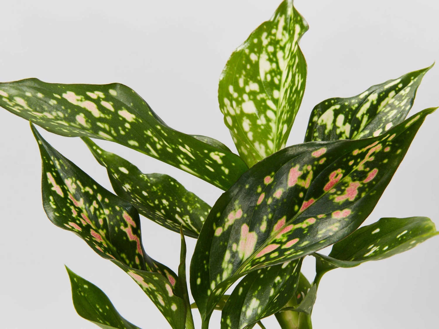 Aglaonema - Pink Dalmatian Houseplant Pack - Image 2