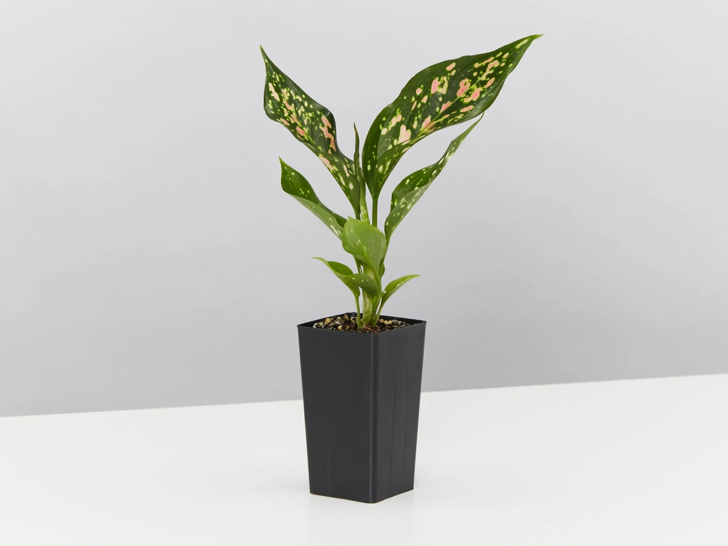 Aglaonema - Pink Dalmatian Houseplant Pack - Image 3