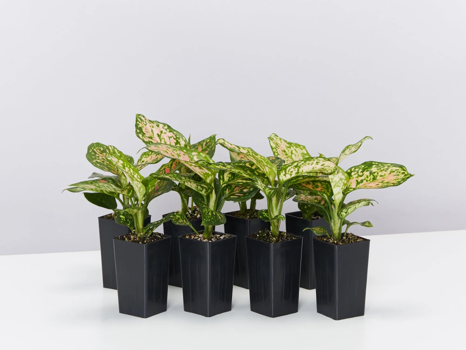 Aglaonema -Red Valentine