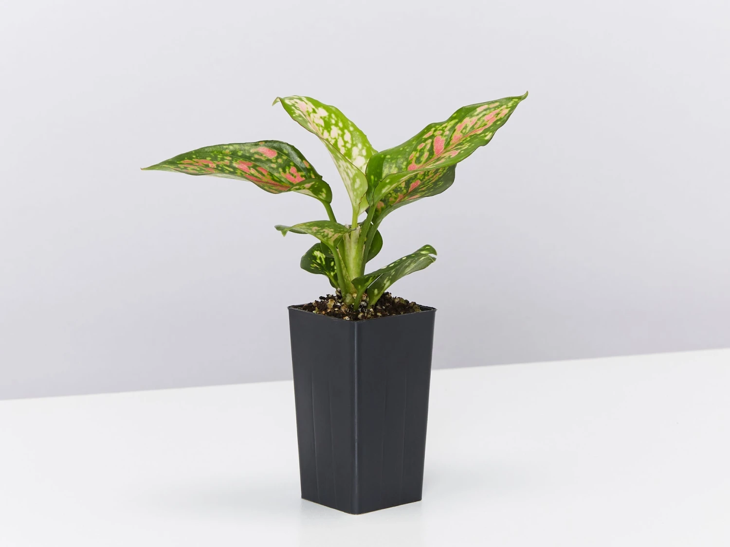 Aglaonema -Red Valentine - Image 3