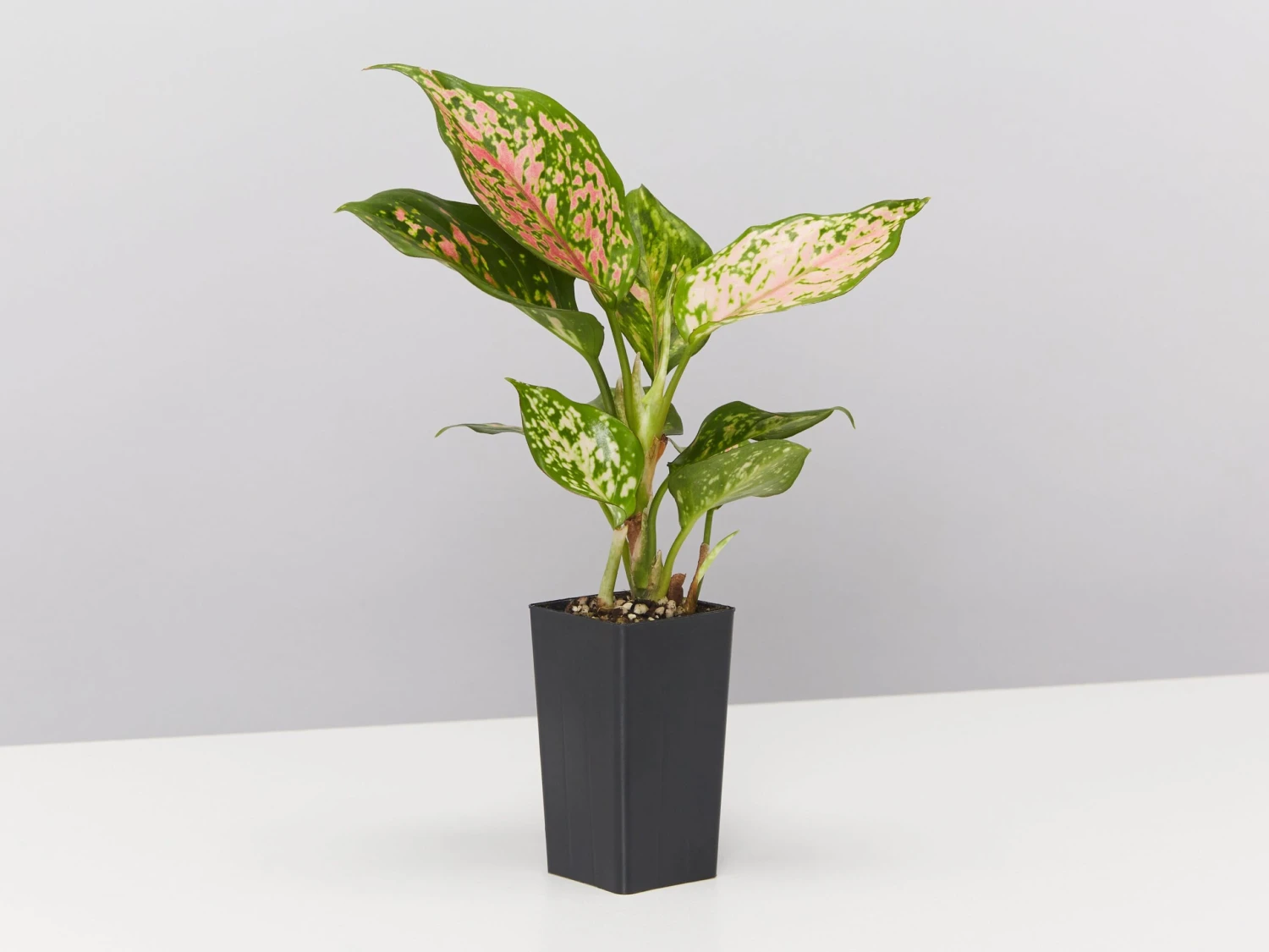 Aglaonema Mixed Box - The Chinese Evergreen Box - Image 4