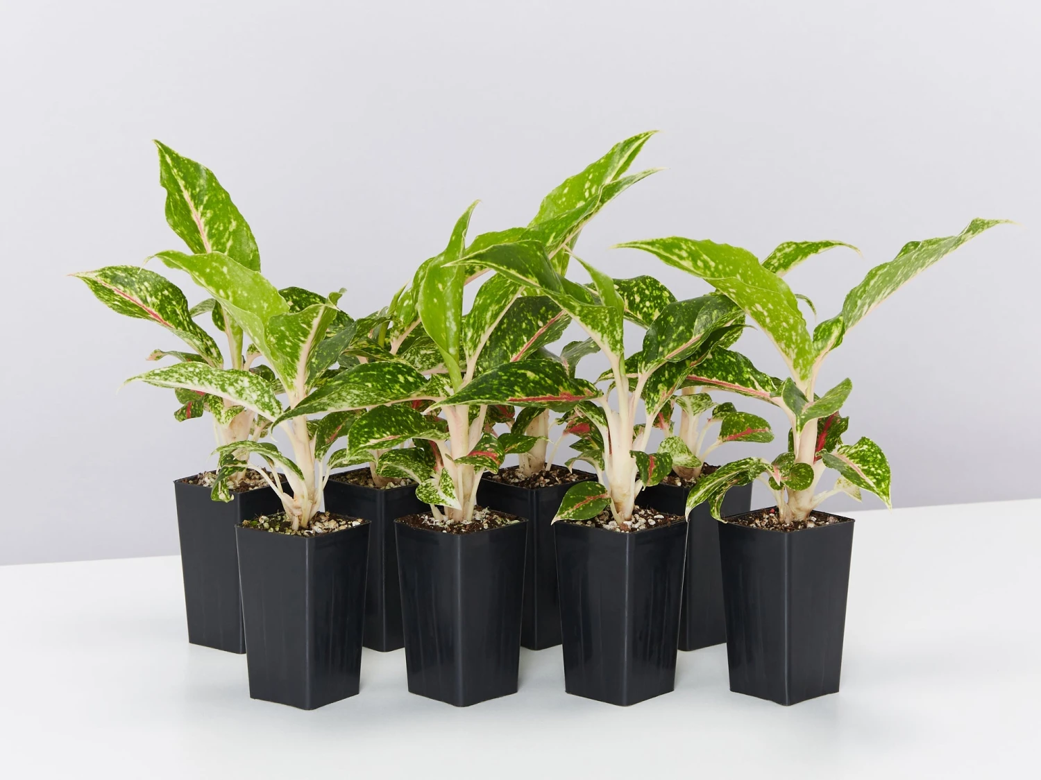 Aglaonema Hybrid -Red Fire