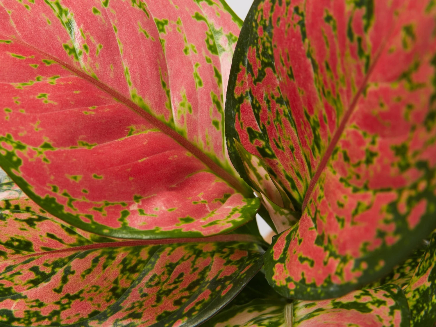 Aglaonema - Katrina Blush Pink