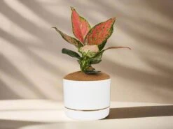 Aglaonema Pink- Pot + Plant + Soil