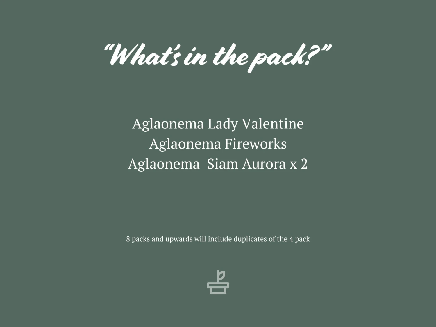 Aglaonema Mixed Box - The Chinese Evergreen Box - Image 3