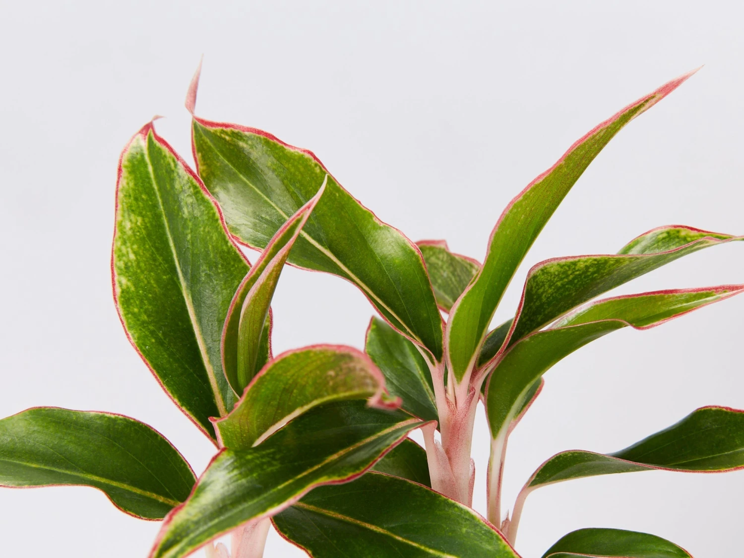 Aglaonema Red -Siam Aurora - Image 2