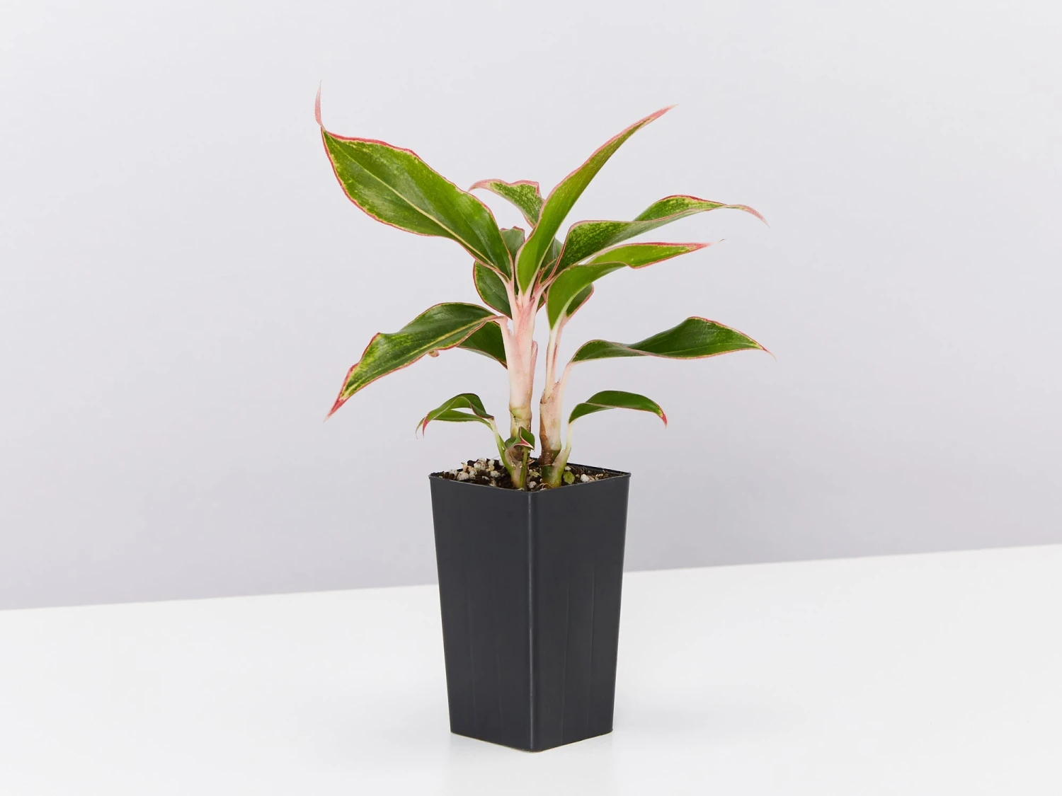Aglaonema Red -Siam Aurora - Image 4