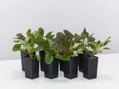 Ajuga Reptans Purpurea Matt Forming Ground Cover Pack