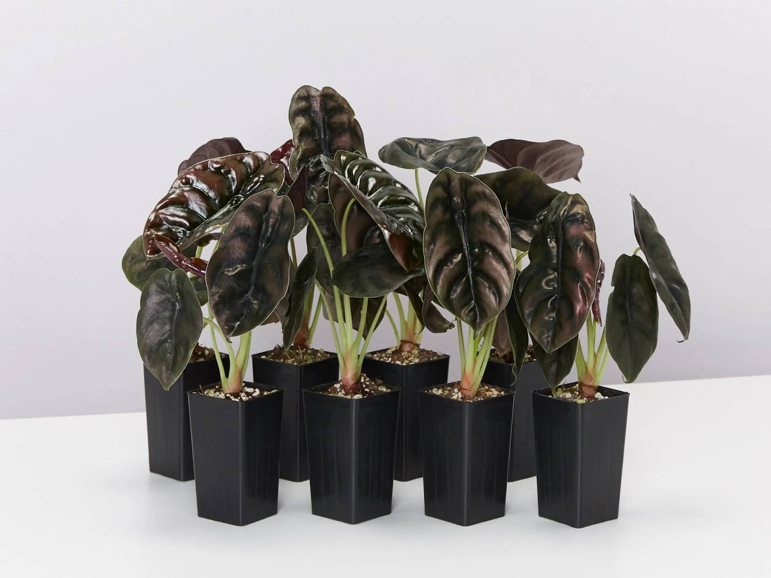 Alocasia Cuprea - Image 2