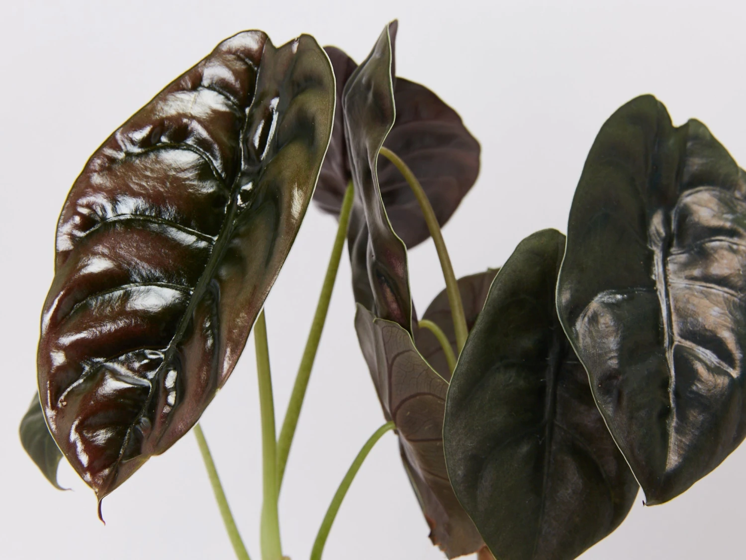 Alocasia Cuprea - Image 3