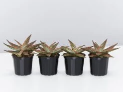 Aloe Christmas Cracker