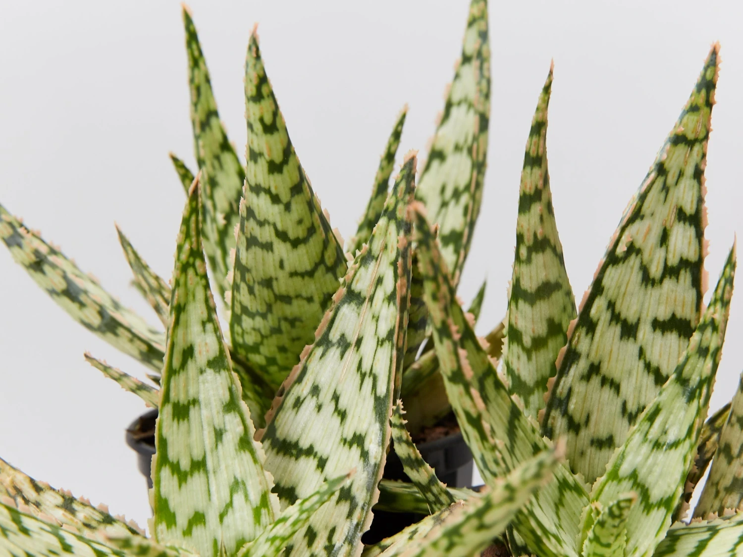 Aloe Wunderkind - Image 2