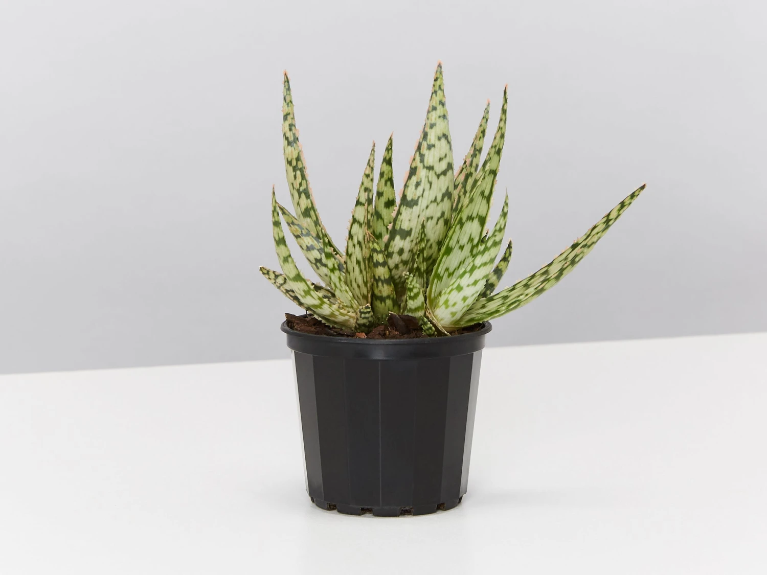 Aloe Wunderkind - Image 3