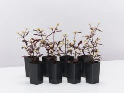 Alternanthera Dentata 'Firebug'