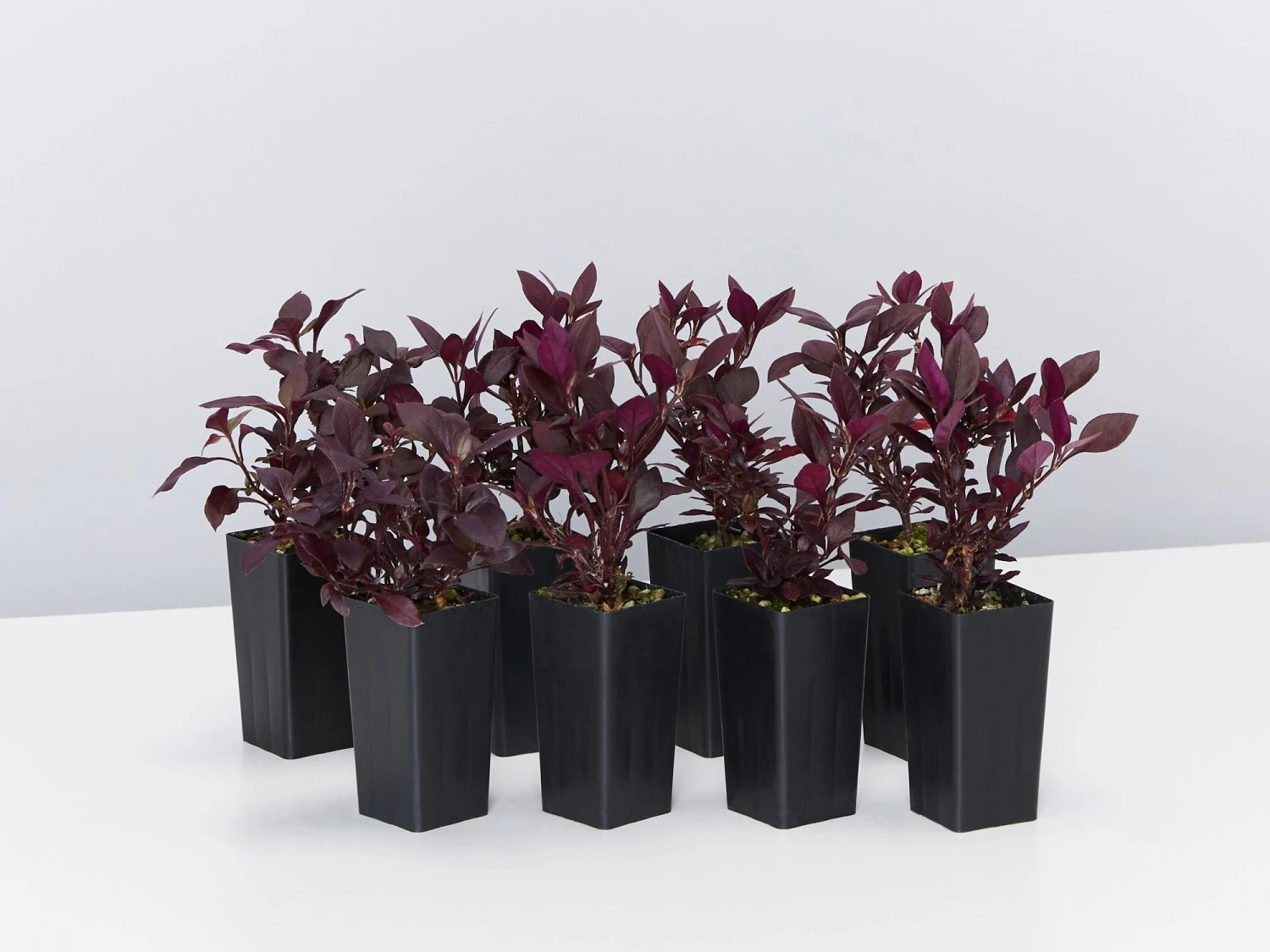 Alternanthera Dentata Little Ruby™ - Image 3