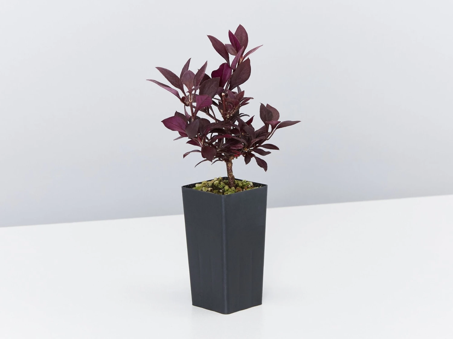 Alternanthera Dentata Little Ruby™ - Image 4