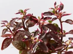 Alternanthera Amoena 'Purple Splash'