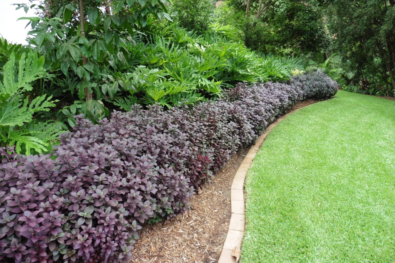 Alternanthera Dentata Little Ruby™ - Image 7