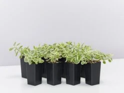 Aptenia Cordifolia Variegata