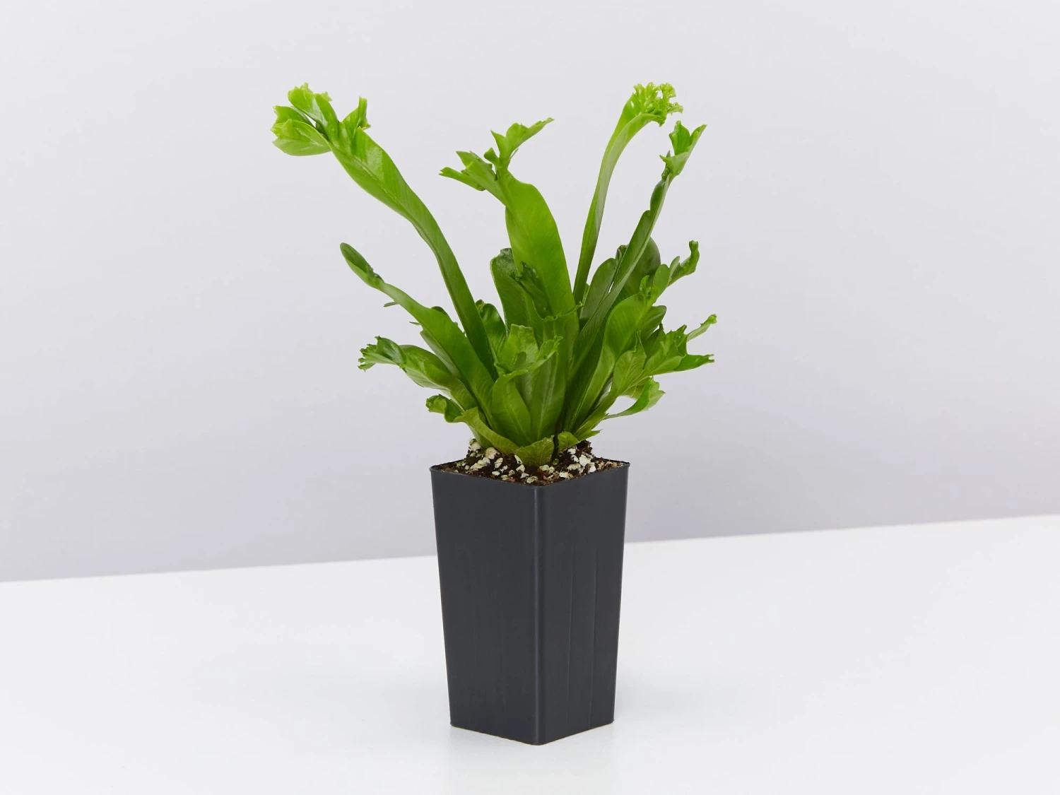 Asplenium Antiquum Leslie - Image 3